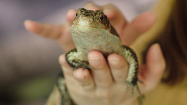 ガッキーも飼ってる 爬虫類女子、必見！ 「iZoo」で爬虫類の赤ちゃんを抱っこしよう！