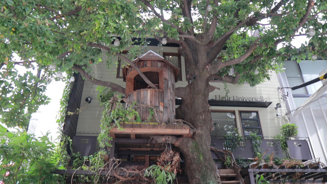 まるでおとぎ話の世界!? 隠れ家ツリーハウスカフェ