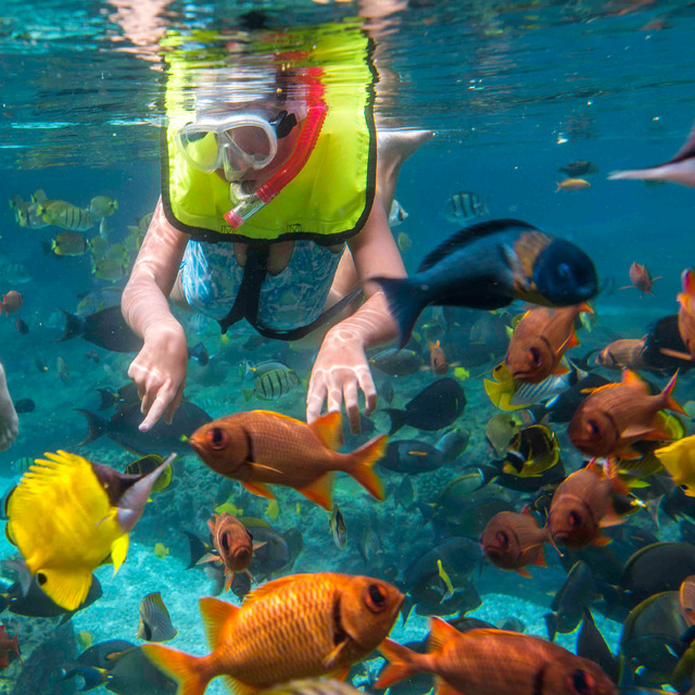 6.レインボー・リーフのビューイング・ウィンドーから魚を撮影