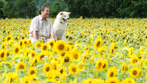 『星守る犬』に主演する西田敏行と犬のハッピーを演じる秋田犬（オス／2歳）