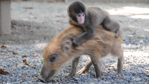 ウリ坊＆子猿のみわちゃん　