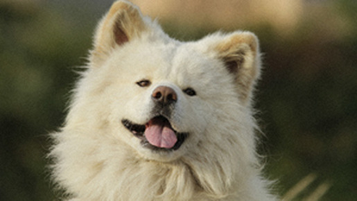 『わさお』 -(C) 2011 映画『わさお』製作委員会 