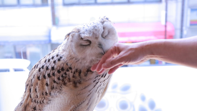 幸せの象徴でハッピーに！ ふくろうカフェで癒しのひとときを