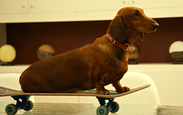 『トッド・ソロンズの子犬物語』(C)2015WHIFFLE BALLER,LLC.ALL RIGHTS RESERVED.