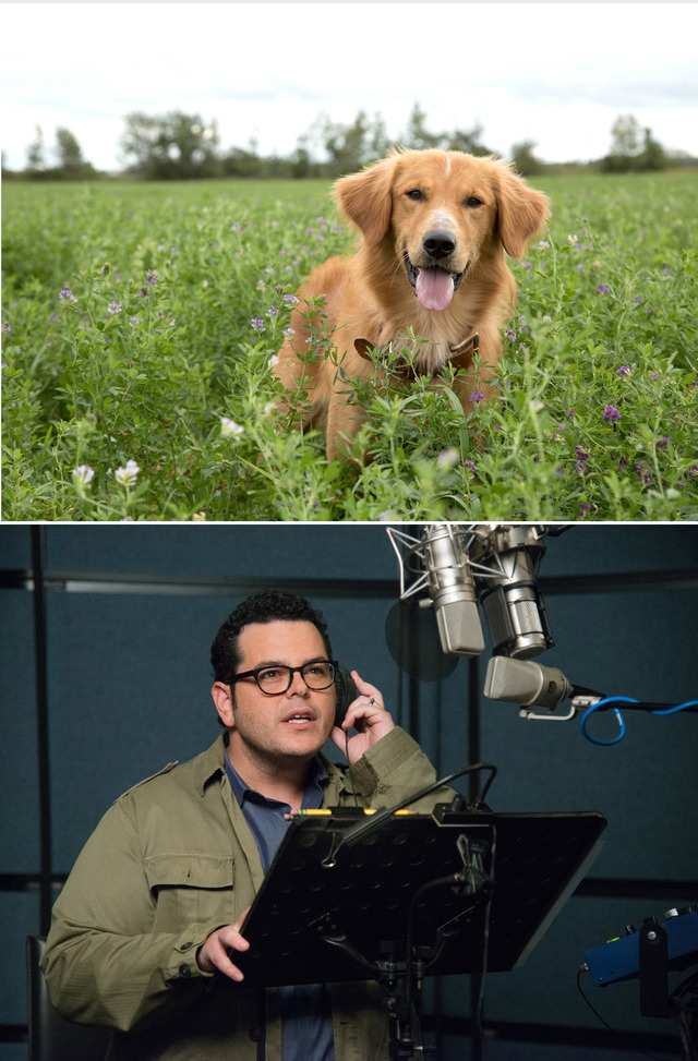 『僕のワンダフル・ライフ』　(C) 2017 Storyteller Distribution Co., LLC and Walden Media, LLC