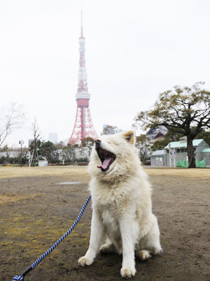 観光名所巡るわさお