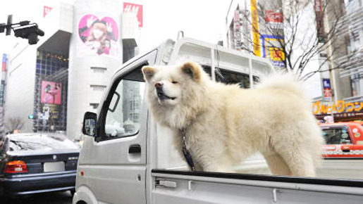 観光名所巡るわさお