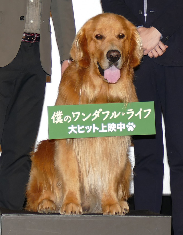 ／『僕のワンダフル・ライフ』公開記念舞台挨拶