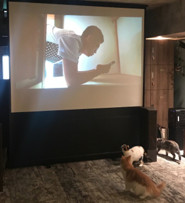 吉祥寺ねこ祭り企画「ねこだらけ上映会 」