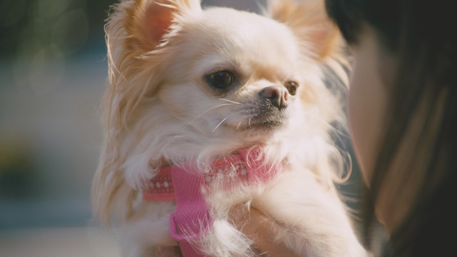 フジカラー年賀状WEB動画「戌年に犬とつくる年賀状」篇