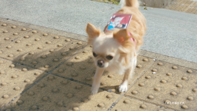 フジカラー年賀状WEB動画「戌年に犬とつくる年賀状」篇