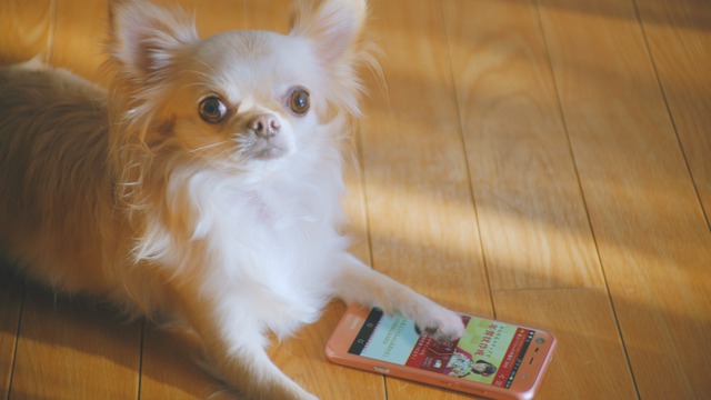 フジカラー年賀状WEB動画「戌年に犬とつくる年賀状」篇