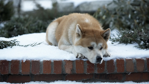 『HACHI 約束の犬』 (C) Hachiko,LLC