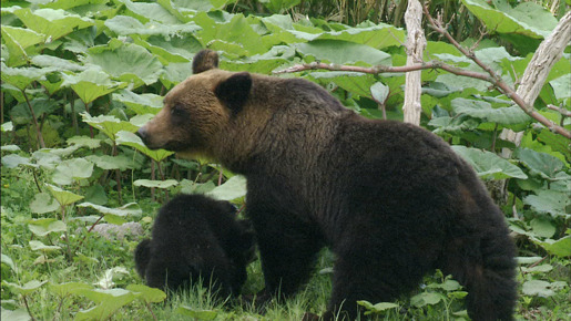 『日本列島　いきものたちの物語』 -(C) 2012映画「日本列島」製作委員会