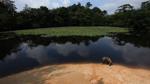 『日本列島　いきものたちの物語』 -(C) 2012映画「日本列島」製作委員会