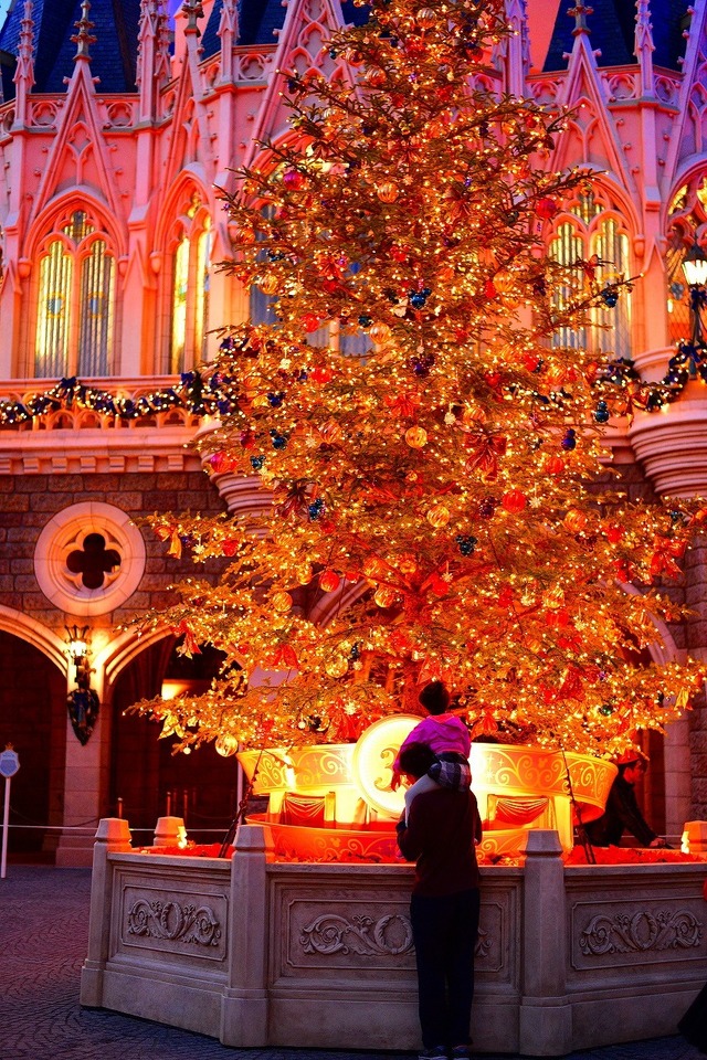 TDLで話題の生木のクリスマスツリー☆(C) Disney