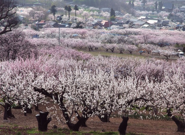 あんずの里