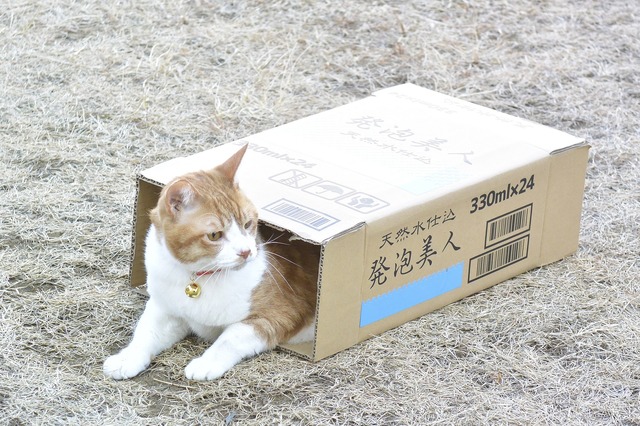 『トラさん~僕が猫になったワケ~』(C)板羽皆/集英社・2019「トラさん」製作委員会