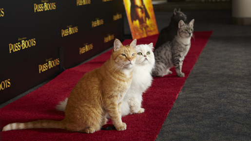 『長ぐつをはいたネコ』キャット・プレミア　-(C) Sam Comen/Paramount