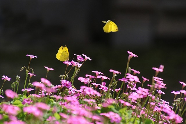 【MOVIEブログ】Cinemage: 黄色いハンカチ（前）