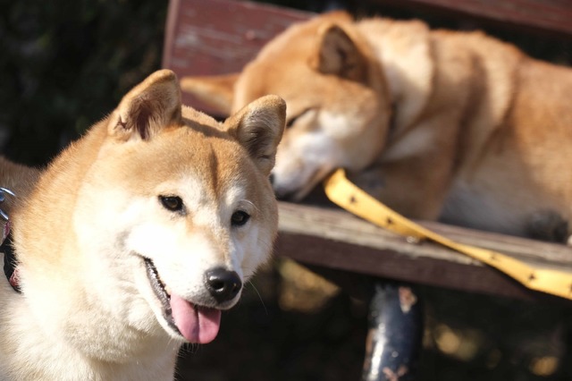 「柴公園」（C）2019「柴公園」製作委員会