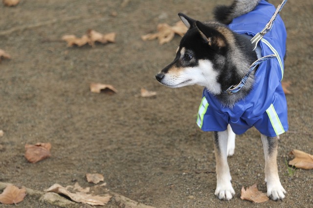 「柴公園」（C）2019「柴公園」製作委員会