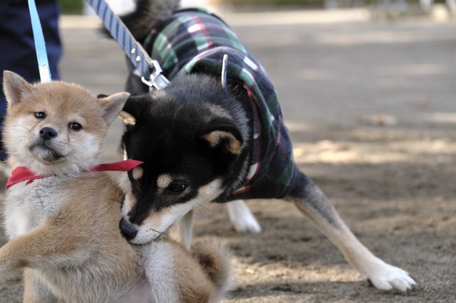 「柴公園」（C）2019「柴公園」製作委員会