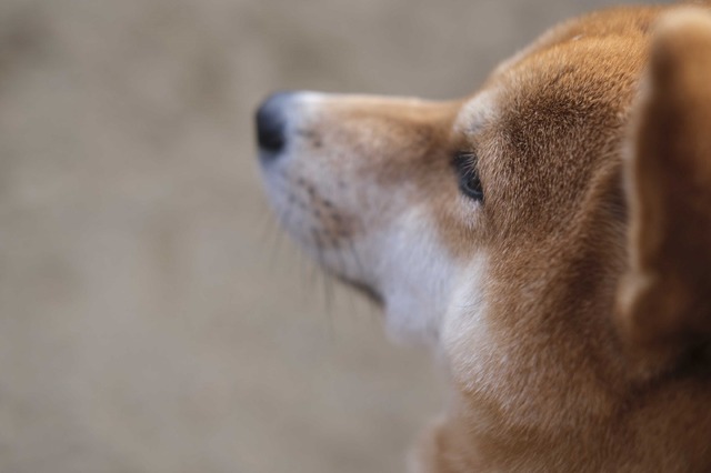 「柴公園」（C）2019「柴公園」製作委員会