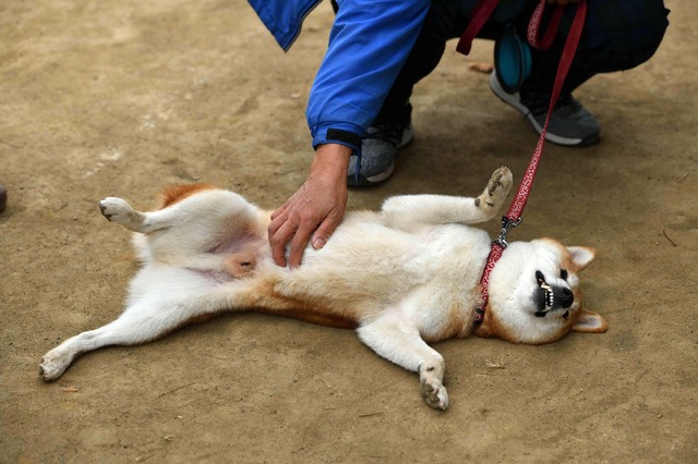 「柴公園」（C）2019「柴公園」製作委員会