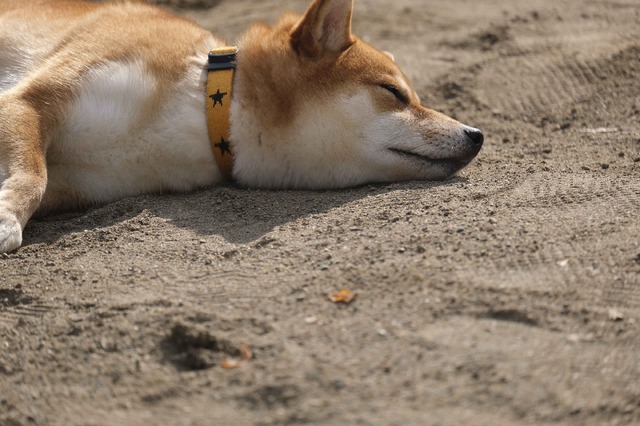 「柴公園」（C）2019「柴公園」製作委員会