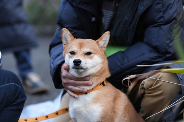 「柴公園」（C）2019「柴公園」製作委員会