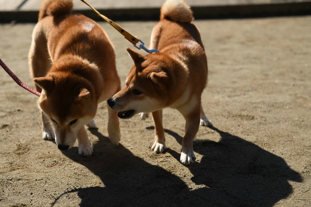 「柴公園」（C）2019「柴公園」製作委員会