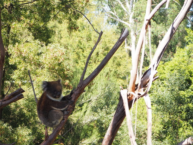 ヒールズビル・サンクチュアリー