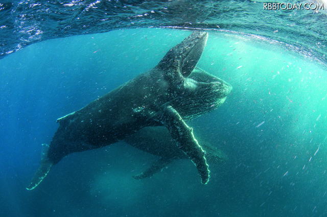 Netflixオリジナル作品『OUR PLANET 私たちの地球』
