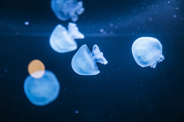 「海の幽霊」MV海の上映会（C）2019 五十嵐大介・小学館／「海獣の子供」製作委員会