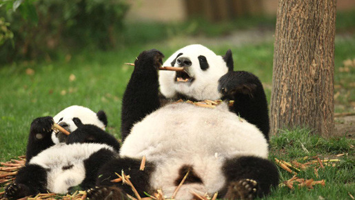 『51（ウーイー）世界で一番小さく生まれたパンダ』 -(C) 2012「51 世界で一番小さく生まれたパンダ」製作委員会