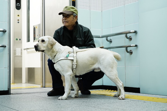 吉岡里帆のバディは勇敢な 盲導犬 安定した気持ちでいられた Cinemacafe Net