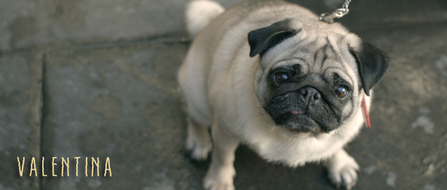 『バレンティナ』年末年始アンコール配信