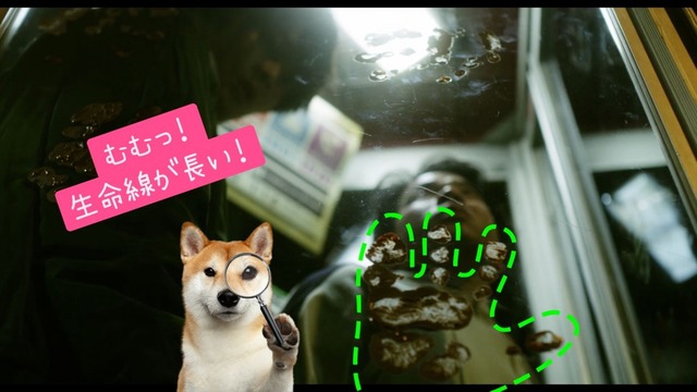犬鳴村 ホラー映画なのに笑える 恐怖回避バージョン公開へ Cinemacafe Net