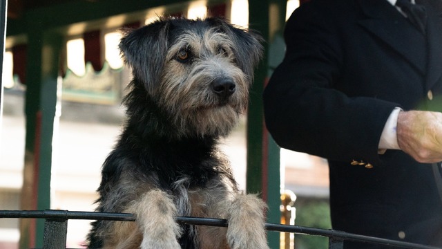 『わんわん物語』（C）2020 Disney