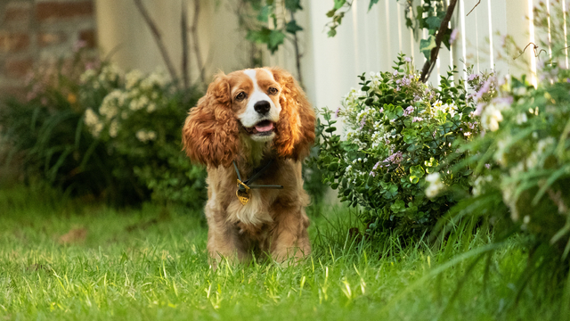 『わんわん物語』（C）2020 Disney