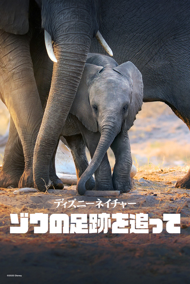 『ディズニーネイチャー／ゾウの足跡を追って』　（C）2020 Disney