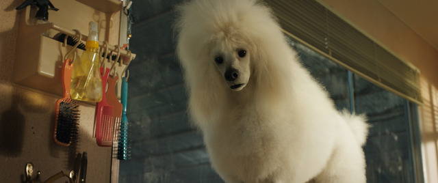 『ゴリラのアイヴァン』スニッカーズ（CV:ヘレン・未練）（C）2020 Disney