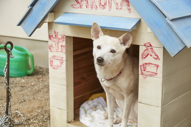 『さくら』（C）西加奈子／小学館 （C）2020「さくら」製作委員会