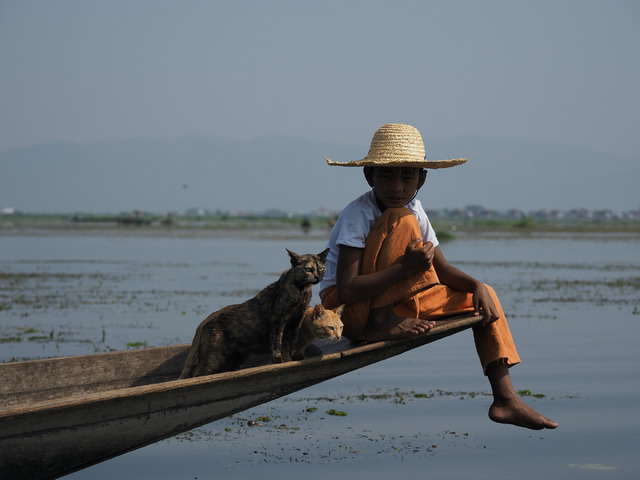 『劇場版 岩合光昭の世界ネコ歩き あるがままに、水と大地のネコ家族』　(C)「劇場版 岩合光昭の世界ネコ歩き2」製作委員会　(C) Mitsuaki Iwago