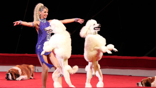 『マダガスカル3』×ボリショイサーカス