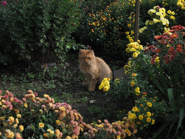 『劇場版 岩合光昭の世界ネコ歩き　あるがままに、水と大地のネコ家族』　(C)「劇場版 岩合光昭の世界ネコ歩き2」製作委員会　(C) Mitsuaki Iwago
