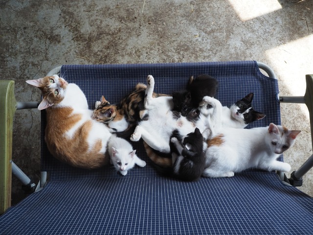 『劇場版 岩合光昭の世界ネコ歩き　あるがままに、水と大地のネコ家族』　(C)「劇場版 岩合光昭の世界ネコ歩き2」製作委員会　(C) Mitsuaki Iwago