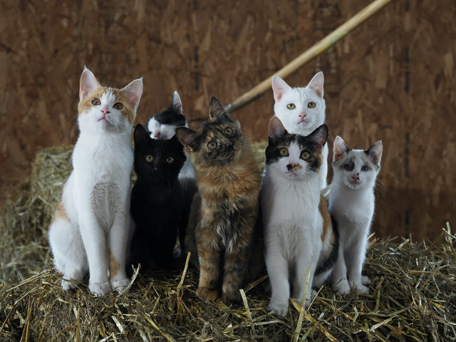 『劇場版 岩合光昭の世界ネコ歩き　あるがままに、水と大地のネコ家族』　(C)「劇場版 岩合光昭の世界ネコ歩き2」製作委員会　(C) Mitsuaki Iwago