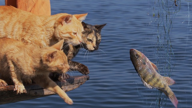 『劇場版 岩合光昭の世界ネコ歩き あるがままに、水と大地のネコ家族』　(C) 「劇場版 岩合光昭の世界ネコ歩き2」製作委員会　(C) Mitsuaki Iwago
